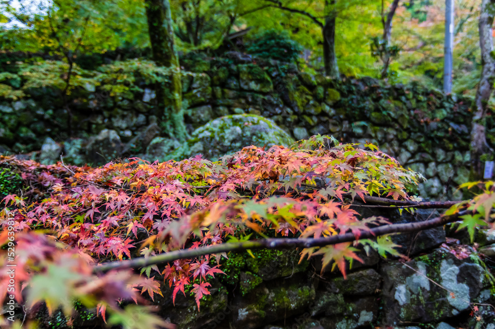 大阪府岸和田大威徳寺の秋風景