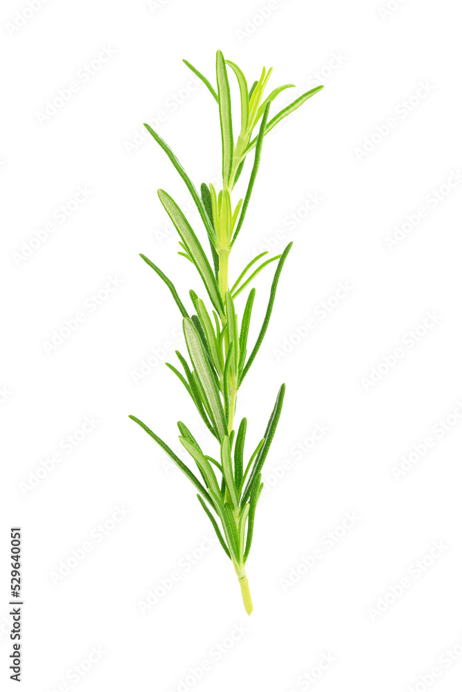 Close-up of a fresh rosemary twig isolated on a transparent background.