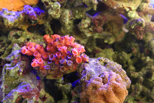 Orange Coral reefs cnidaria in the marine aquarium
