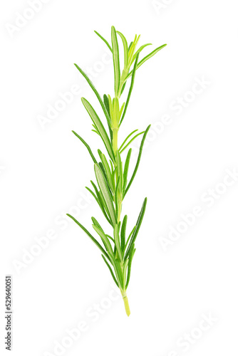 Close-up of a fresh rosemary twig isolated on a transparent background.