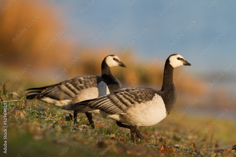 Birds - Two Barnacle Goose Branta leucopsis on the water's edge Birds - Two Barnacle Goose Branta leucopsis on the water's edge