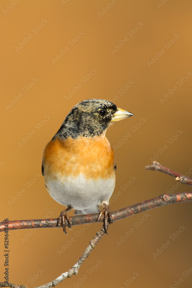 Bird Brambling ( Fringilla montifringilla ) on orange background male Bird Brambling ( Fringilla montifringilla ) on orange background male