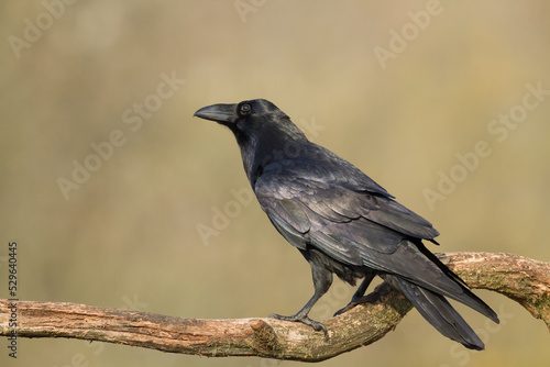 A beautiful raven (Corvus corax) sitting on branch North Poland Europe