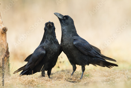 A beautiful raven (Corvus corax) walking in autumn meadow North Poland Europe