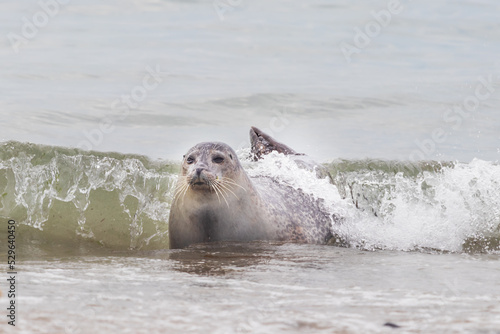 Phoca vitulina - Harbor Seal - on the beach and in the sea on the island of Dune in Germany. Wild foto. photo