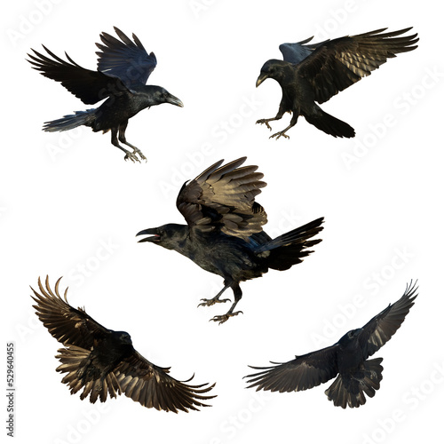 Birds flying ravens isolated on white background Corvus corax. Halloween - mix five flying birds