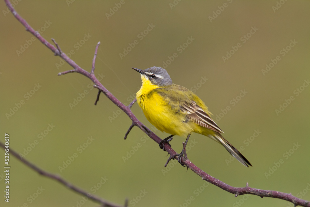 Small bird Yellow Wagtail sitting on tree male Motacilla flava Small bird Yellow Wagtail sitting on tree male Motacilla flava