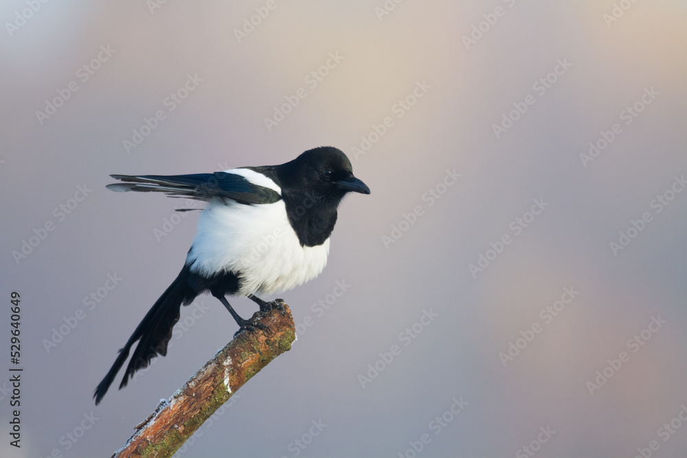Fototapeta premium The Eurasian Magpie or Common Magpie or Pica pica is sitting on the branch with colorful background, winter time
