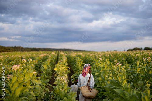 Landscape of tobacco field and woman walks between the rows under the cloudy sky in the morning. Farmer gathers tobacco leaves