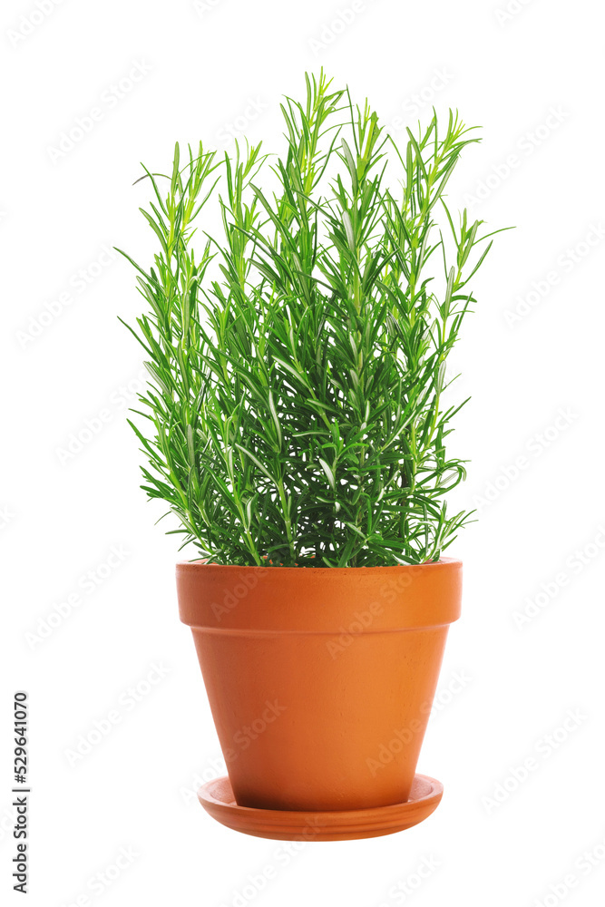 Single brown clay flower pot with saucer isolated on a transparent background. Single brown clay flower pot with saucer isolated on a transparent background.