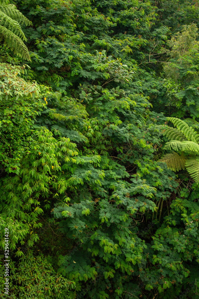 A Foliage background mimosa and fern A Foliage background mimosa and fern