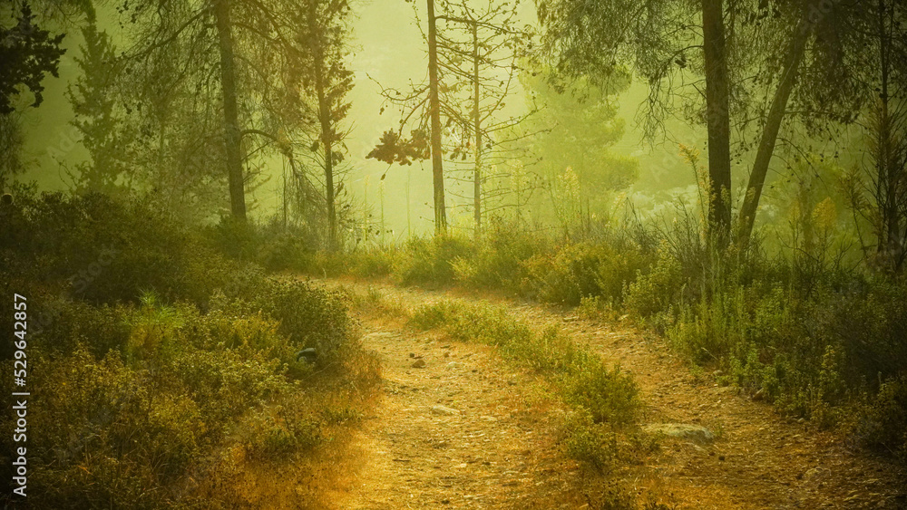 Obraz premium Beautiful view of the forest at dawn hike route travelers wild deserted places coniferous forest sunset nature