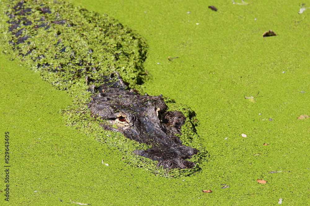 Naklejka premium Crocodile in the water
