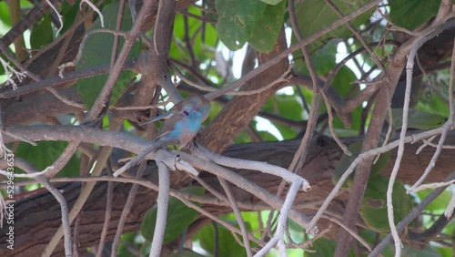 Red-cheeked Cordonbleu (Uraeginthus bengalus) birds male and female standing on tree branch cleaning each other. photo