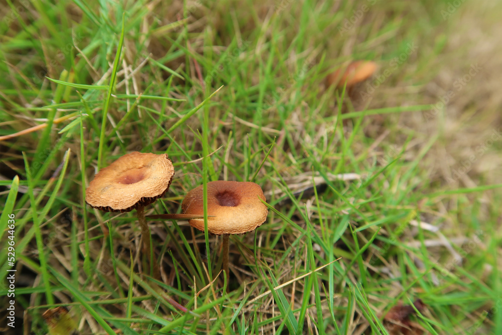 The forest brown mushroom in a natural background. Mushroom growing in forest in green grass The forest brown mushroom in a natural background. Mushroom growing in forest in green grass