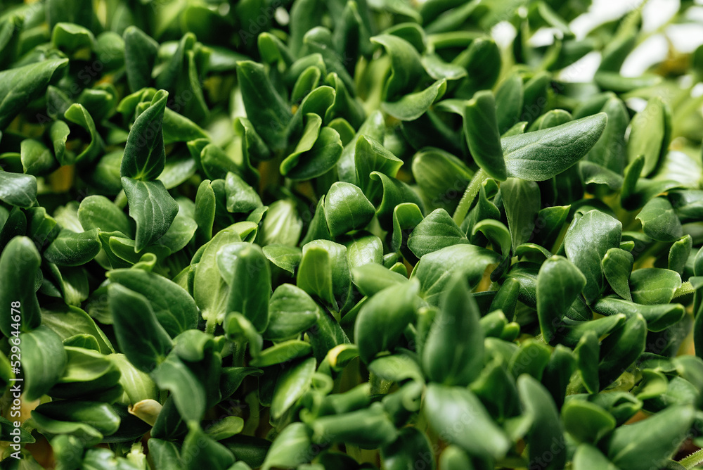 microgreen Foliage Background. Cucumber leaf sprout vegetables germinated from high quality organic plant seed on linen mat. microgreens growing indoor. selective focus. copyspace. microgreen Foliage Background. Cucumber leaf sprout vegetables germinated from high quality organic plant seed on linen mat. microgreens growing indoor. selective focus. copyspace.