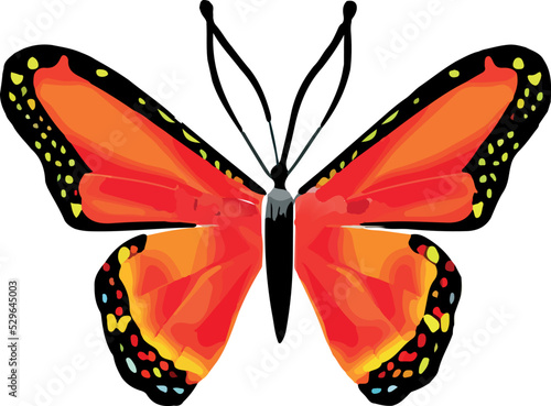 bella silueta de una mariposa aislada en fondo blanco (vector)