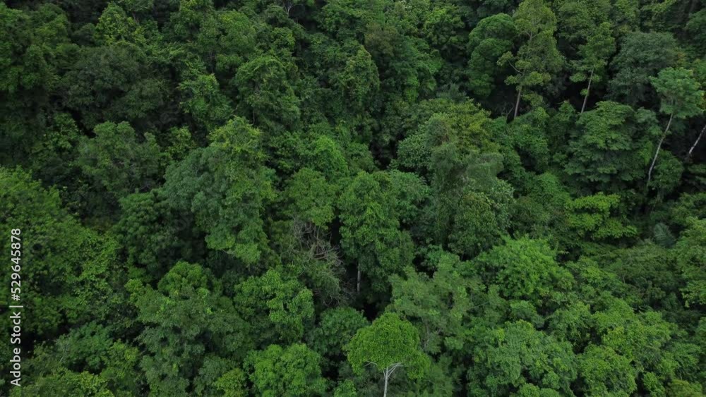Aerial view of rainforest. Flight over the forest Aerial view of rainforest. Flight over the forest