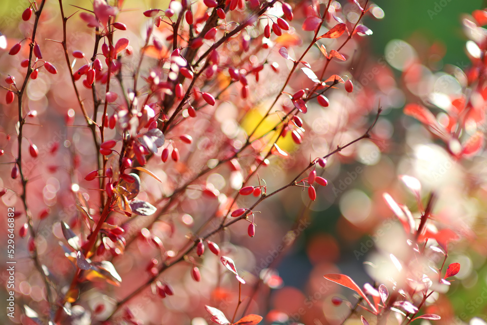 Bright red barberries on a branch on fall day. Berberis darwinii plant. Beautiful autumn vegetation. Bright red barberries on a branch on fall day. Berberis darwinii plant. Beautiful autumn vegetation.