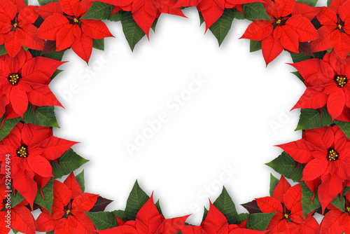 Christmas rustic decoration - spruce branches with red Poinsettia flowers on a transparent background.