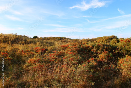 Sea-buckthorn, Hippophae rhamnoides, Sanddorn and blue sky | East Frisian Island Juist