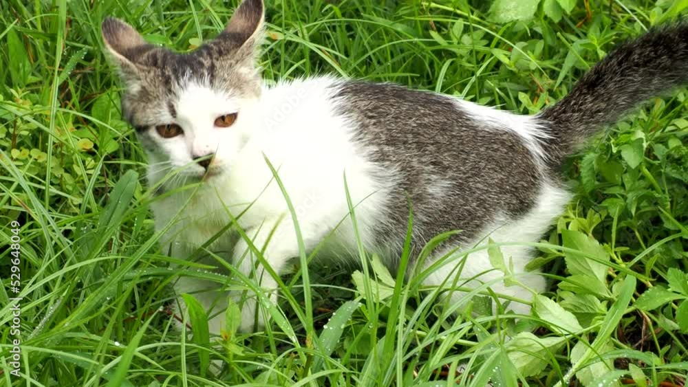 Close up baby cat in lawn, out door Chiangmai Thailand. Close up baby cat in lawn, out door Chiangmai Thailand.