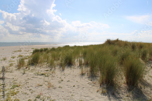 Sand dunes and beach grass at the Kalfamer   East Frisian Island Juist