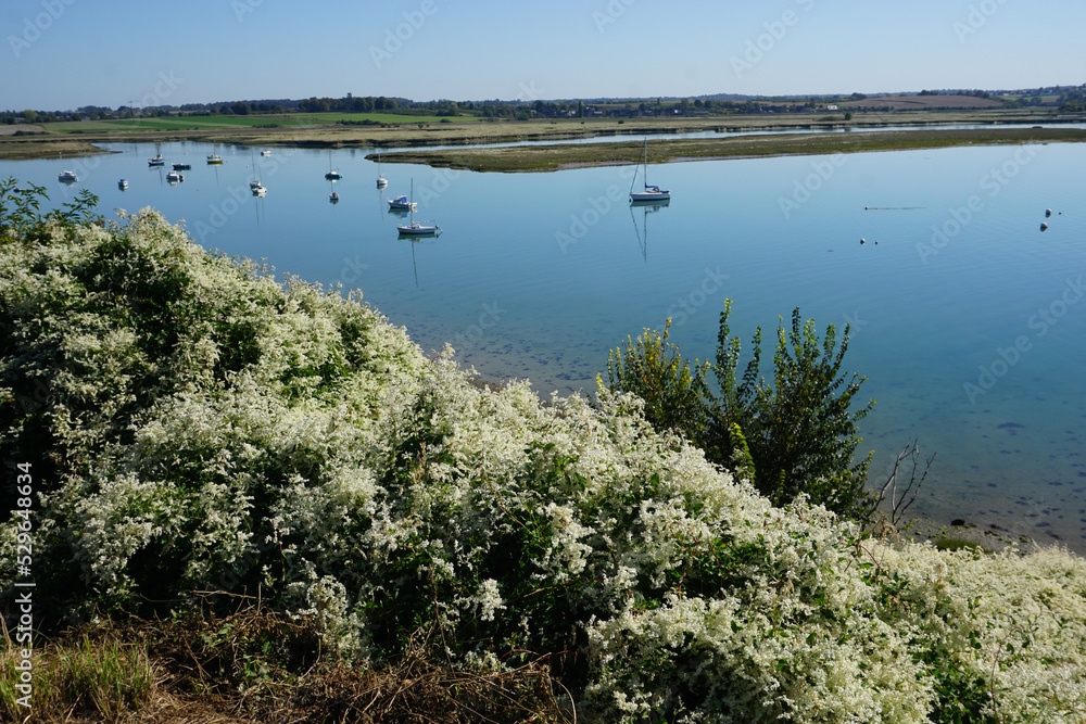 panoramic view of the ocean at low tide by some white blooming bushes in brittany france