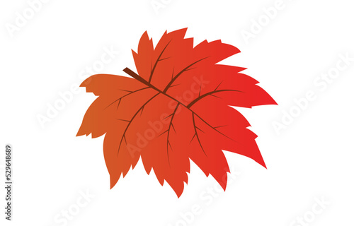 Old maple leaves. Red leaves represent autumn. vector maple leaf isolated on white background. fall concept