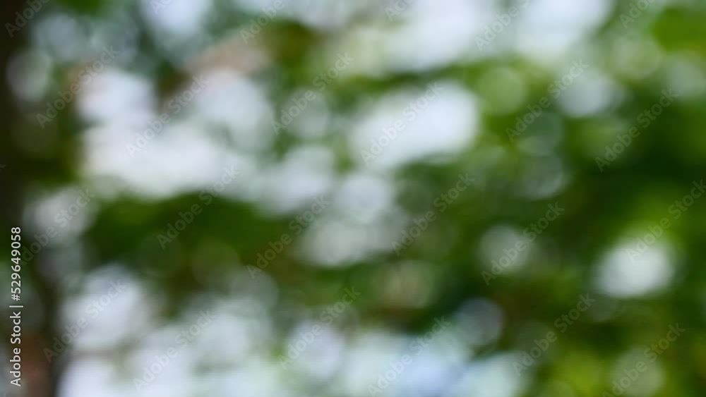 Abstract motion green bokeh or green background with bright blurred nature bokeh for the wallpaper. Abstract motion green bokeh or green background with bright blurred nature bokeh for the wallpaper.