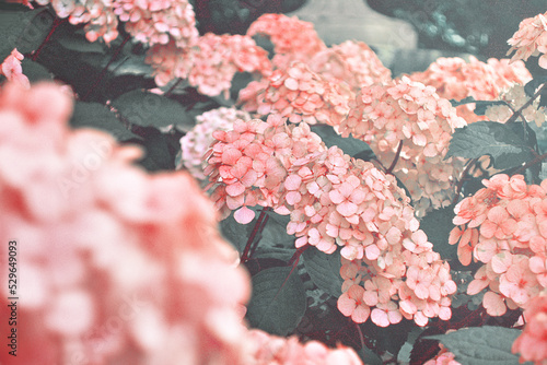 Hydrangea macrophylla, bigleaf French hydrangea, hortensia in garden bush blossom pink blooming flowers as bright vintage noisy floral botanical spring summer elegant backdrop background walllpaper