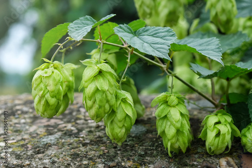 Green fresh hop cones for making beer and bread closeup. Big hop plants in world largest area of hops agriculture. Hops are main ingredients in Beer production