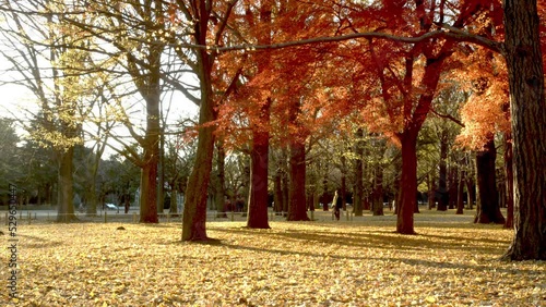 Autumn Foliage at Yoyogi Park, Central Tokyo