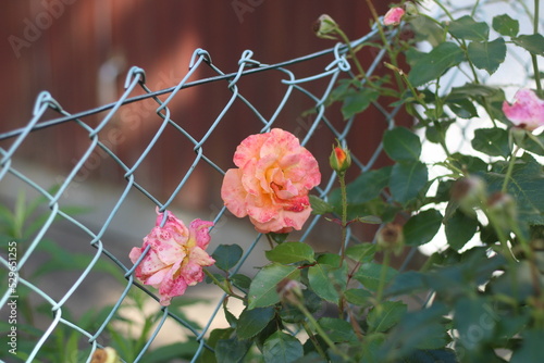 Rote Rosen an einem Gartenzaun