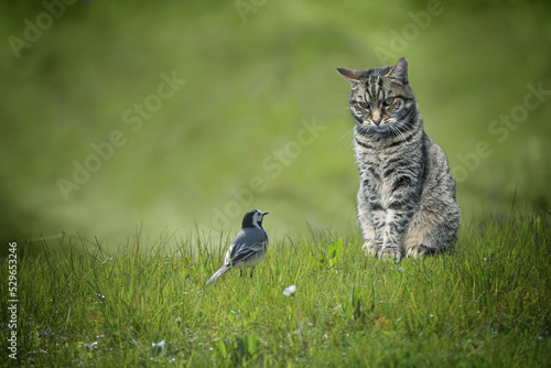 Small wagtail bird sitting in front of tabby cat in a green lawn, dangerous animal encounter or understanding among unequal enemies concept, copy space