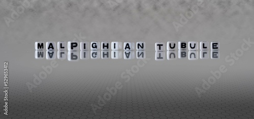 malpighian tubule word or concept represented by black and white letter cubes on a grey horizon background stretching to infinity photo