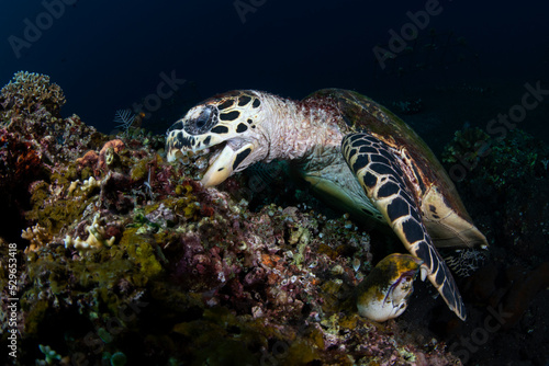 Hawksbill Turtle - Eretmochelys imbricata is looking for food at a coral reef. Sea life of Tulamben, Bali, Indonesia.