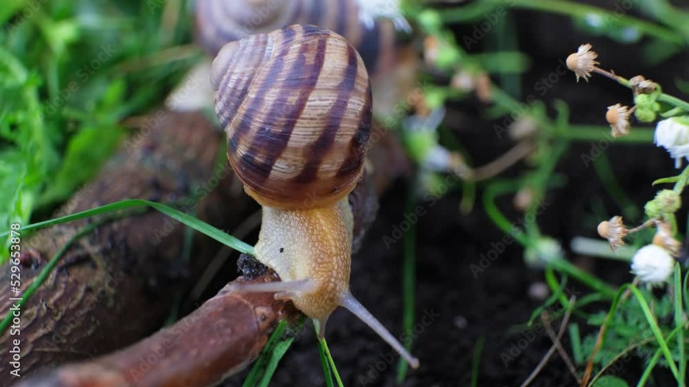 Beautiful big snail crawling along a branch in a summer forest, macro video Beautiful big snail crawling along a branch in a summer forest, macro video