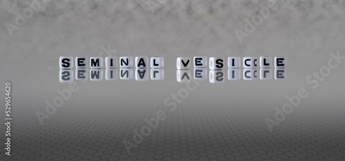 seminal vesicle word or concept represented by black and white letter cubes on a grey horizon background stretching to infinity