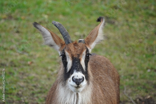 Obraz na plátně Roan antelope