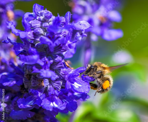 Common carder bee on a purple sage flower blossom