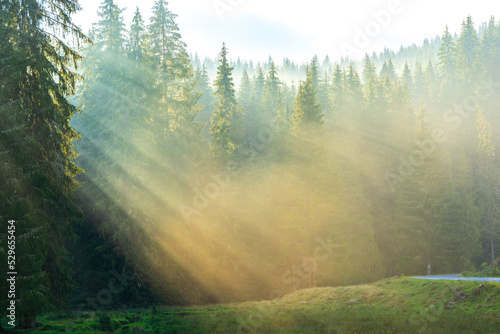 Forest landscape, sunset rays coming through the fir trees, horizontal image, Horehronie, Slovakia, Europe 