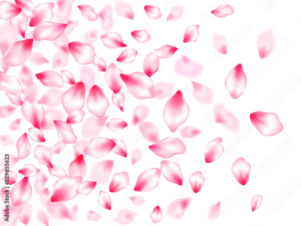 Pink cherry blossom petals isolated