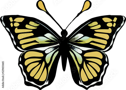 bella silueta de una mariposa aislada en fondo blanco (vector)