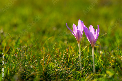 Colchicum autumnale, autumn crocus, meadow saffron, naked lady, toxic flower © fotomolka