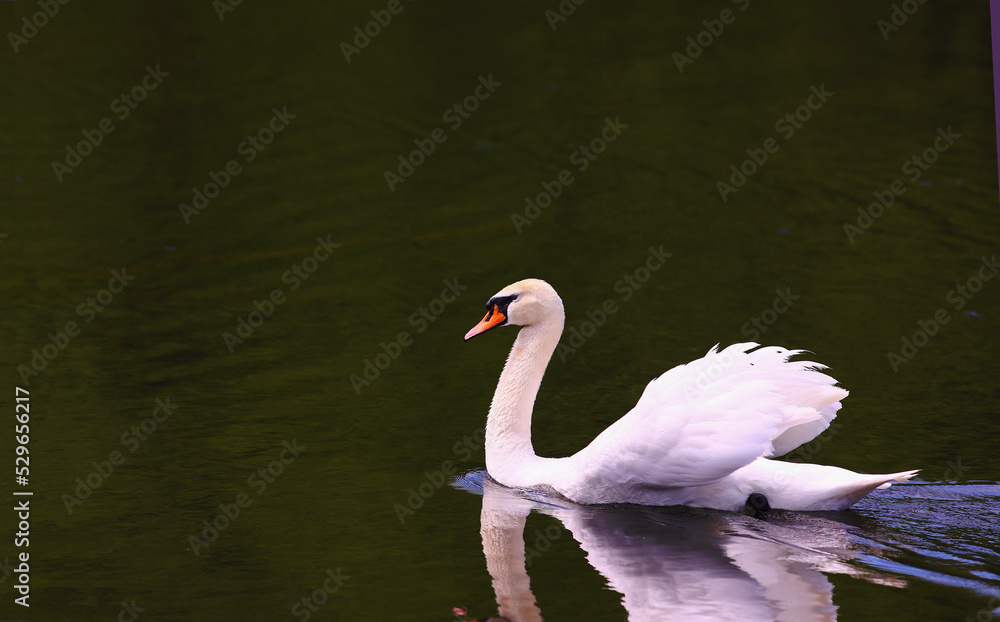 Fototapeta premium A white swan swims at high speeds on green water...