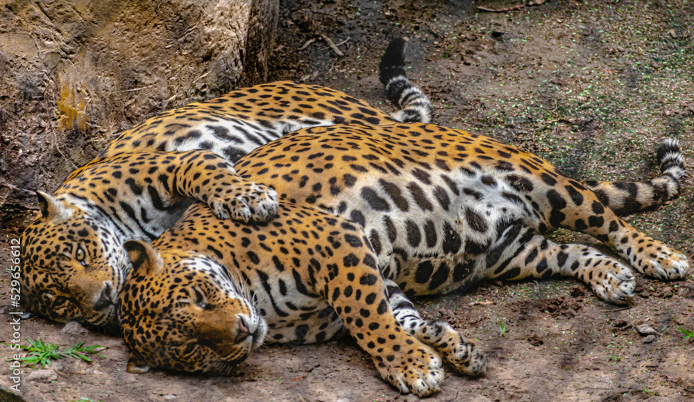 Obraz premium Tigres amorosos