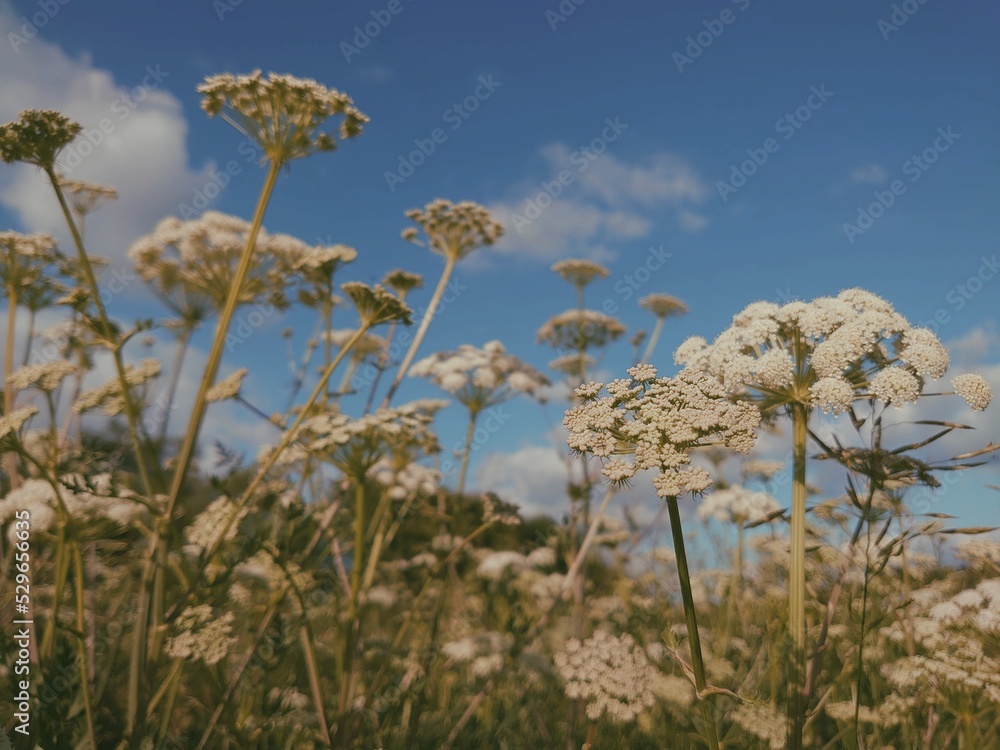 Fototapeta premium Angelica sylvestris or wild flowering plant, native to Europe and central Asia. Blooming summer field or meadow.