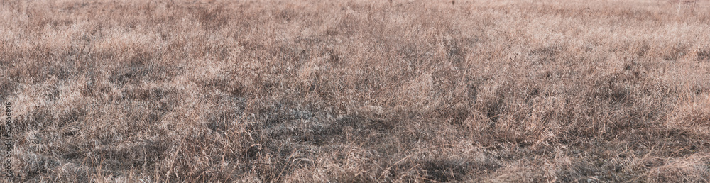 Panorama of dry grass in a meadow, stems of dry tall vegetation, horizontal background Panorama of dry grass in a meadow, stems of dry tall vegetation, horizontal background