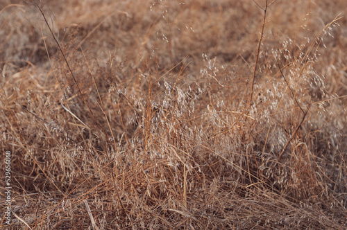 Yellowed dry grass with seeds on the field. Stems of dry tall vegetation, yellowed meadow grass, horizontal background